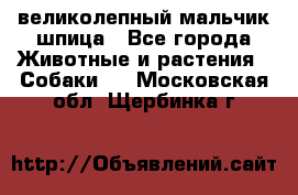 великолепный мальчик шпица - Все города Животные и растения » Собаки   . Московская обл.,Щербинка г.